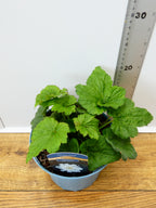Anemone 'Whirlwind' (2ltr)