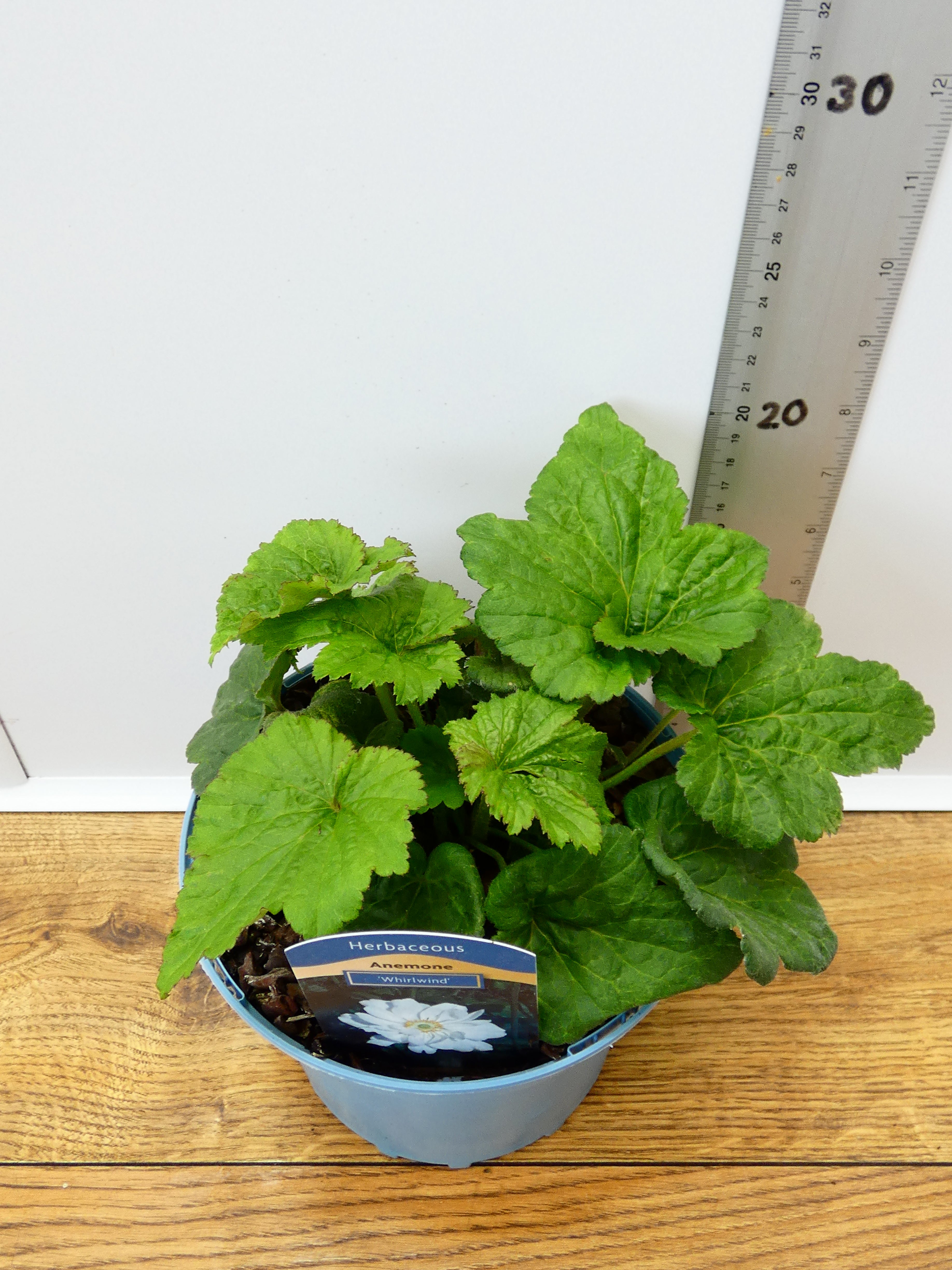Anemone 'Whirlwind' (2ltr)