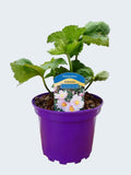 Anemone 'X Hybrida Queen Charlotte' (2ltr)
