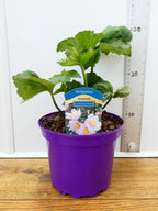 Anemone 'X Hybrida Queen Charlotte' (2ltr)