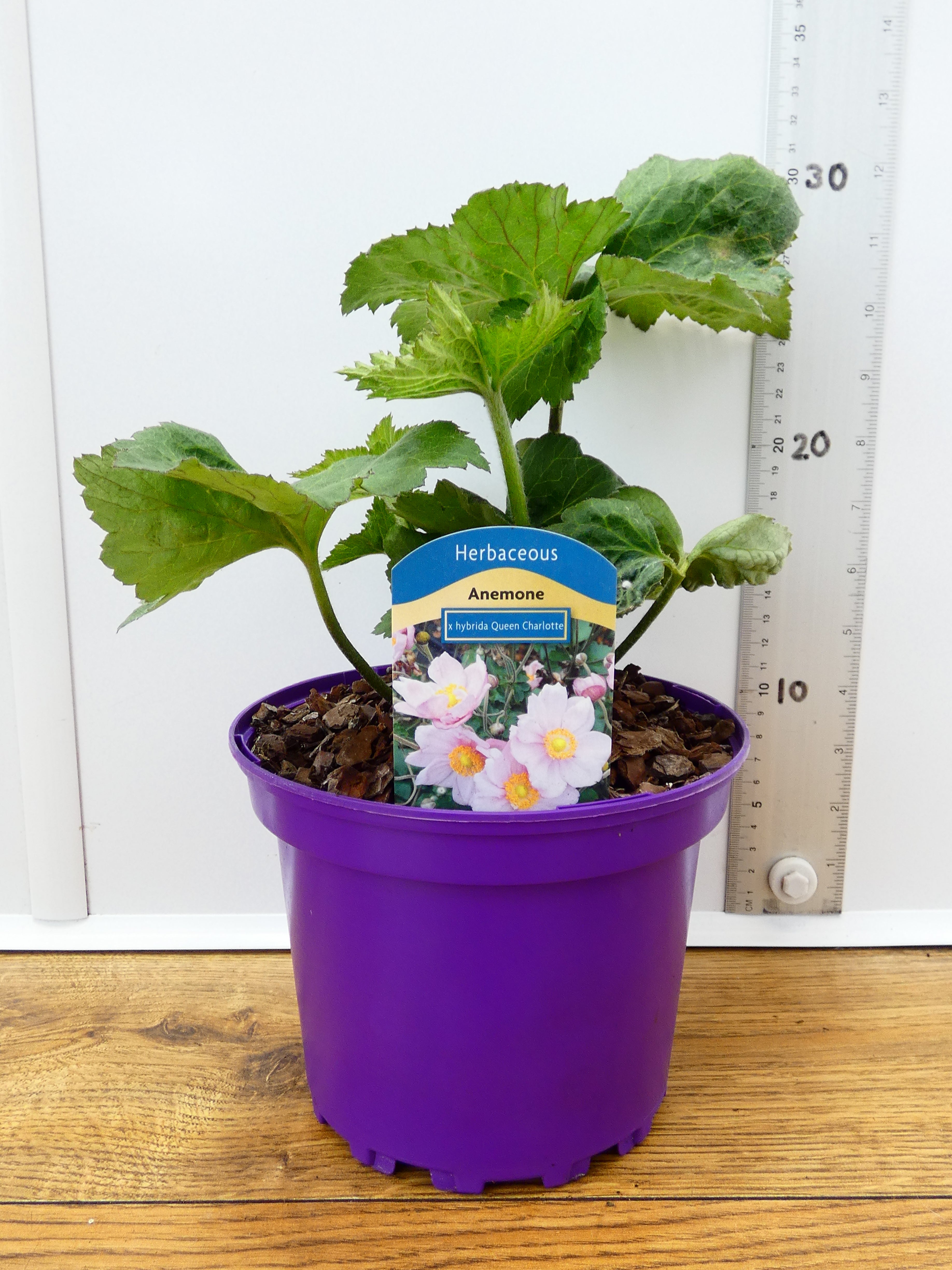 Anemone 'X Hybrida Queen Charlotte' (2ltr)