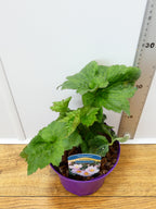 Anemone 'X Hybrida Queen Charlotte' (2ltr)