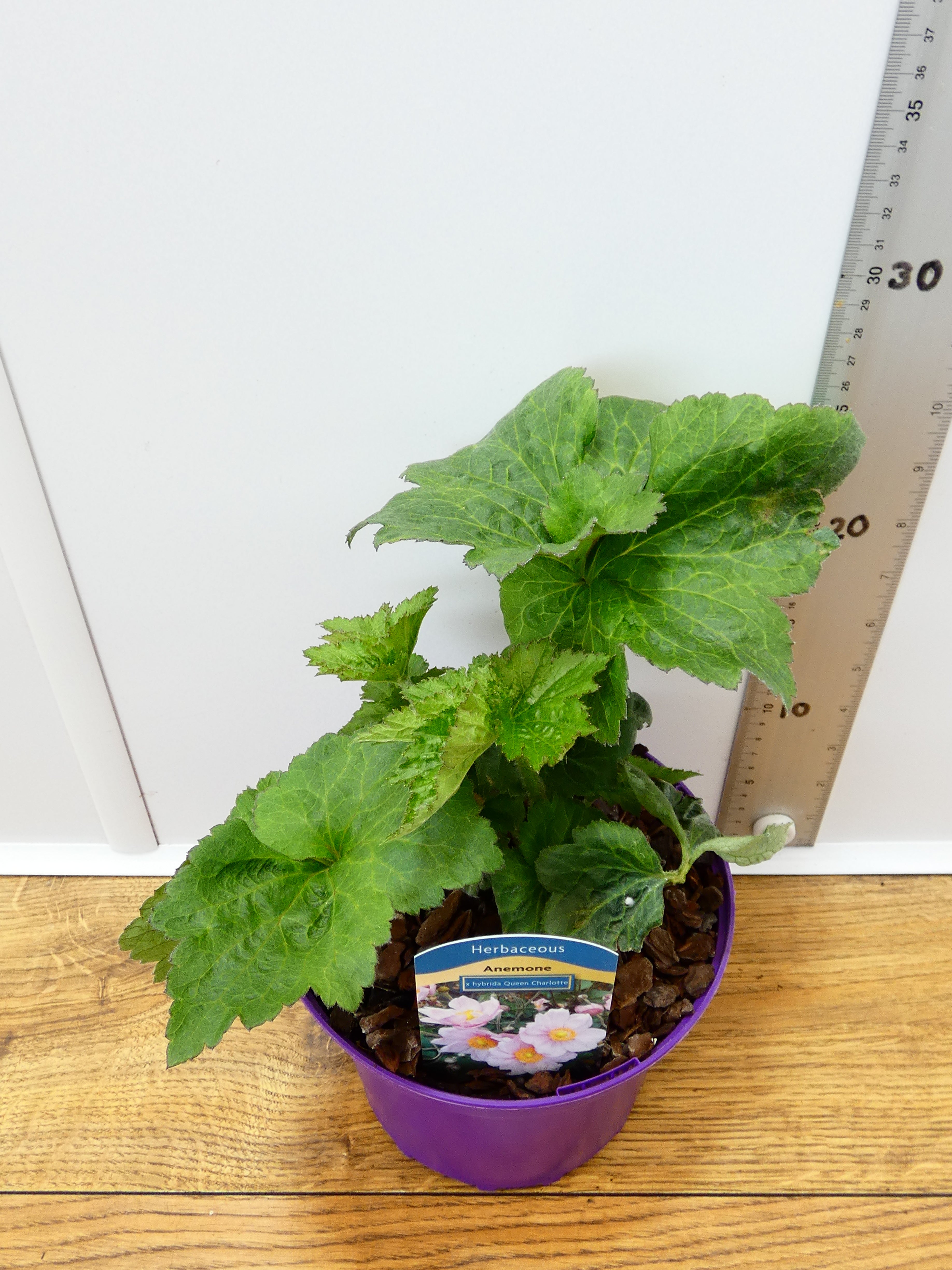 Anemone 'X Hybrida Queen Charlotte' (2ltr)