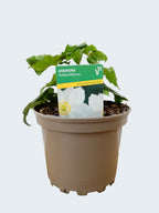 Anemone 'Andrea Atkinson' (2ltr)