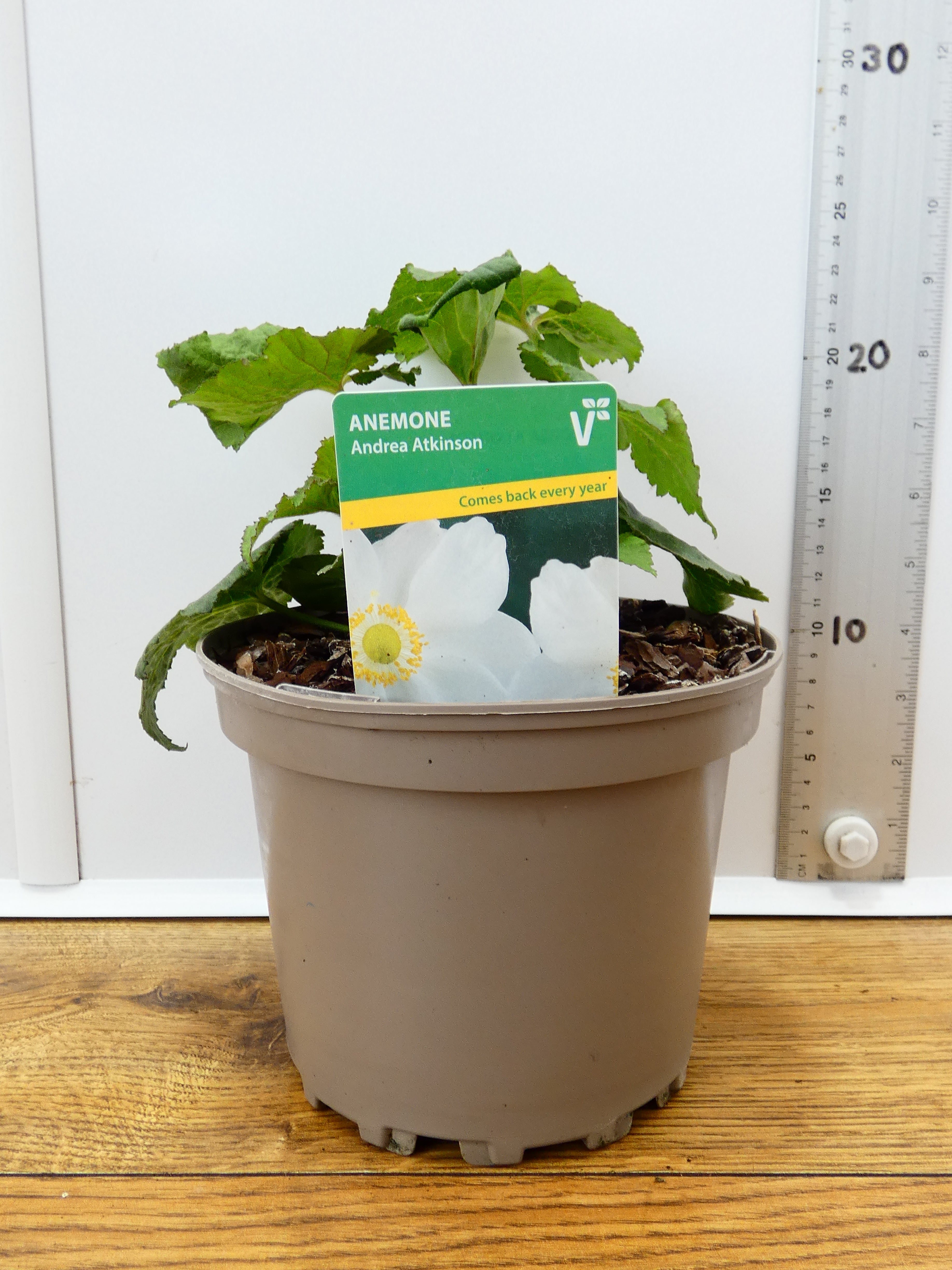 Anemone 'Andrea Atkinson' (2ltr)