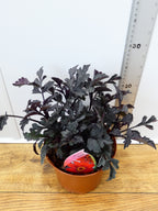 Dahlia Mystic 'Wonder' (2ltr)