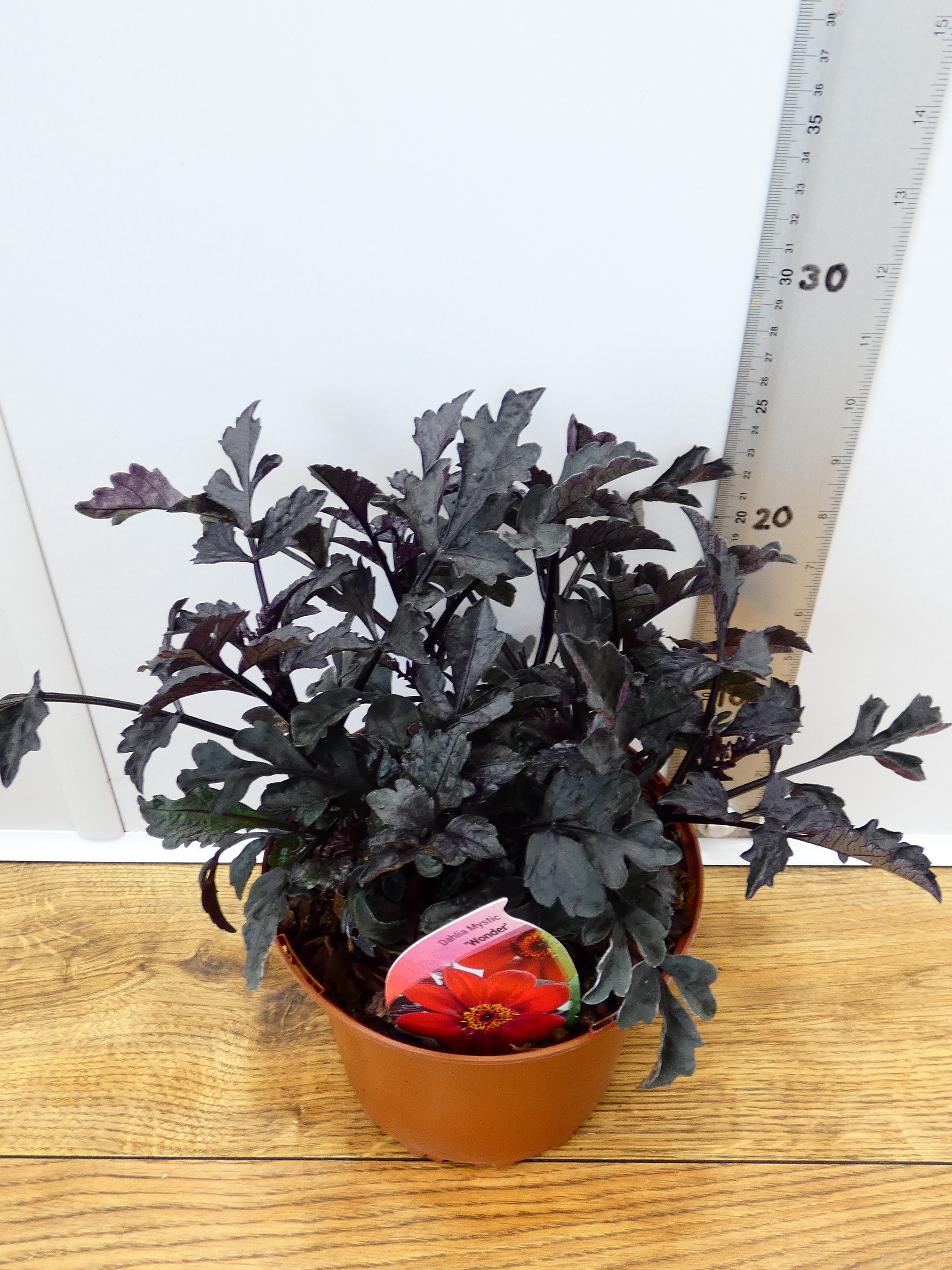 Dahlia Mystic 'Wonder' (2ltr)
