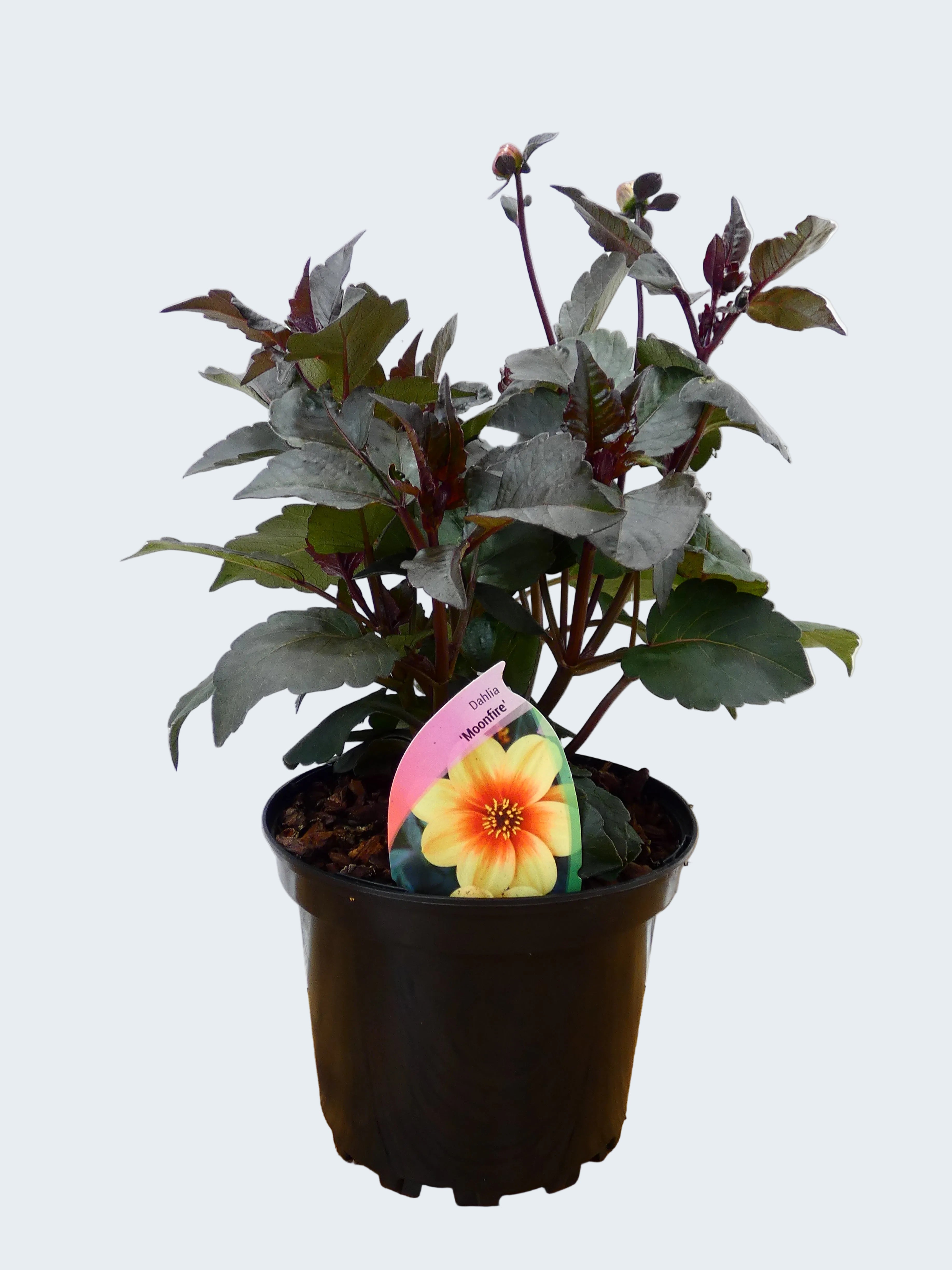 Dahlia 'Moonfire' (2ltr)