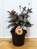 Dahlia 'Moonfire' (2ltr)
