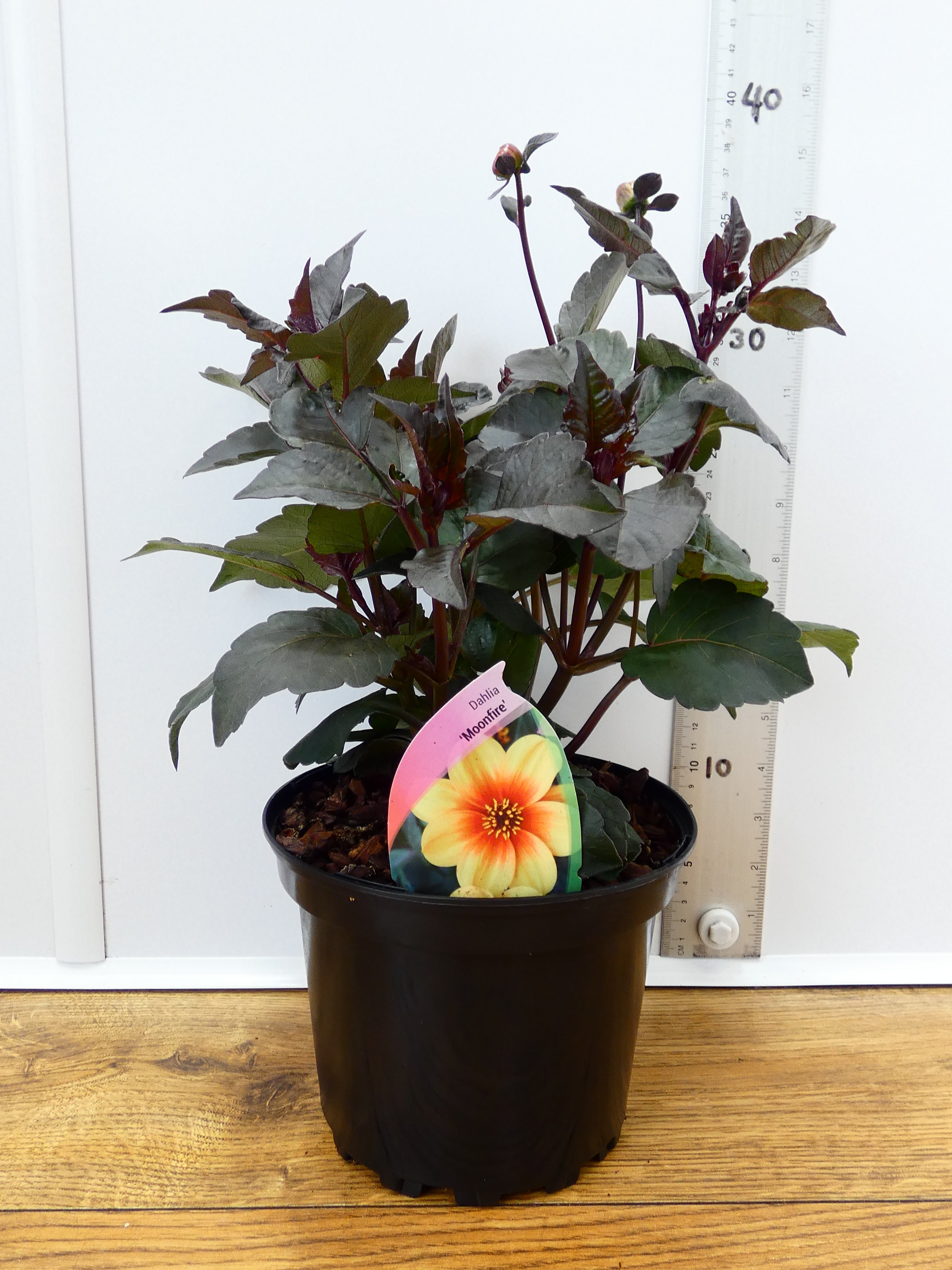 Dahlia 'Moonfire' (2ltr)