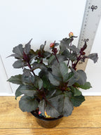 Dahlia 'Moonfire' (2ltr)