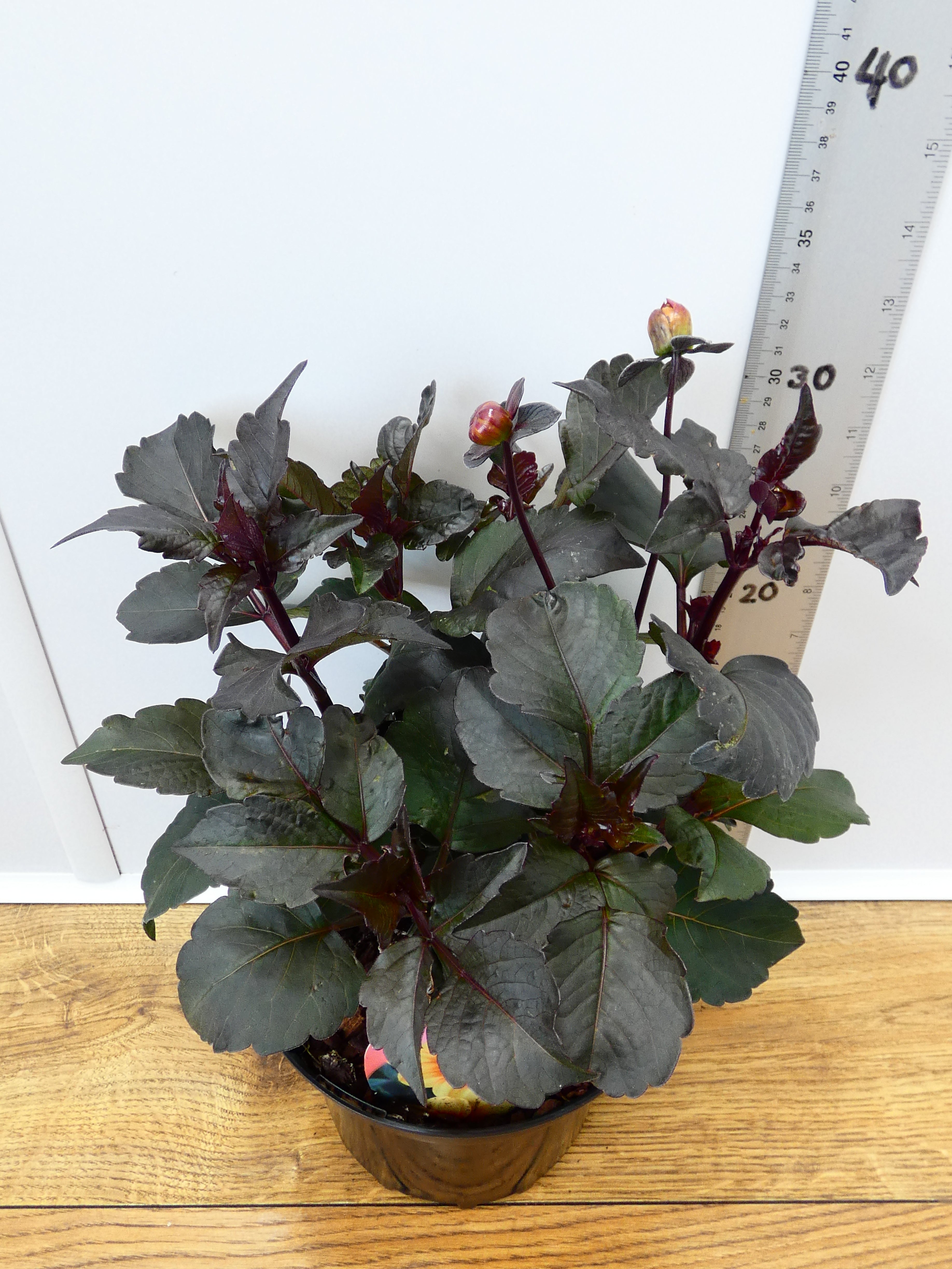 Dahlia 'Moonfire' (2ltr)