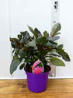 Dahlia 'Electro Pink' (2ltr)