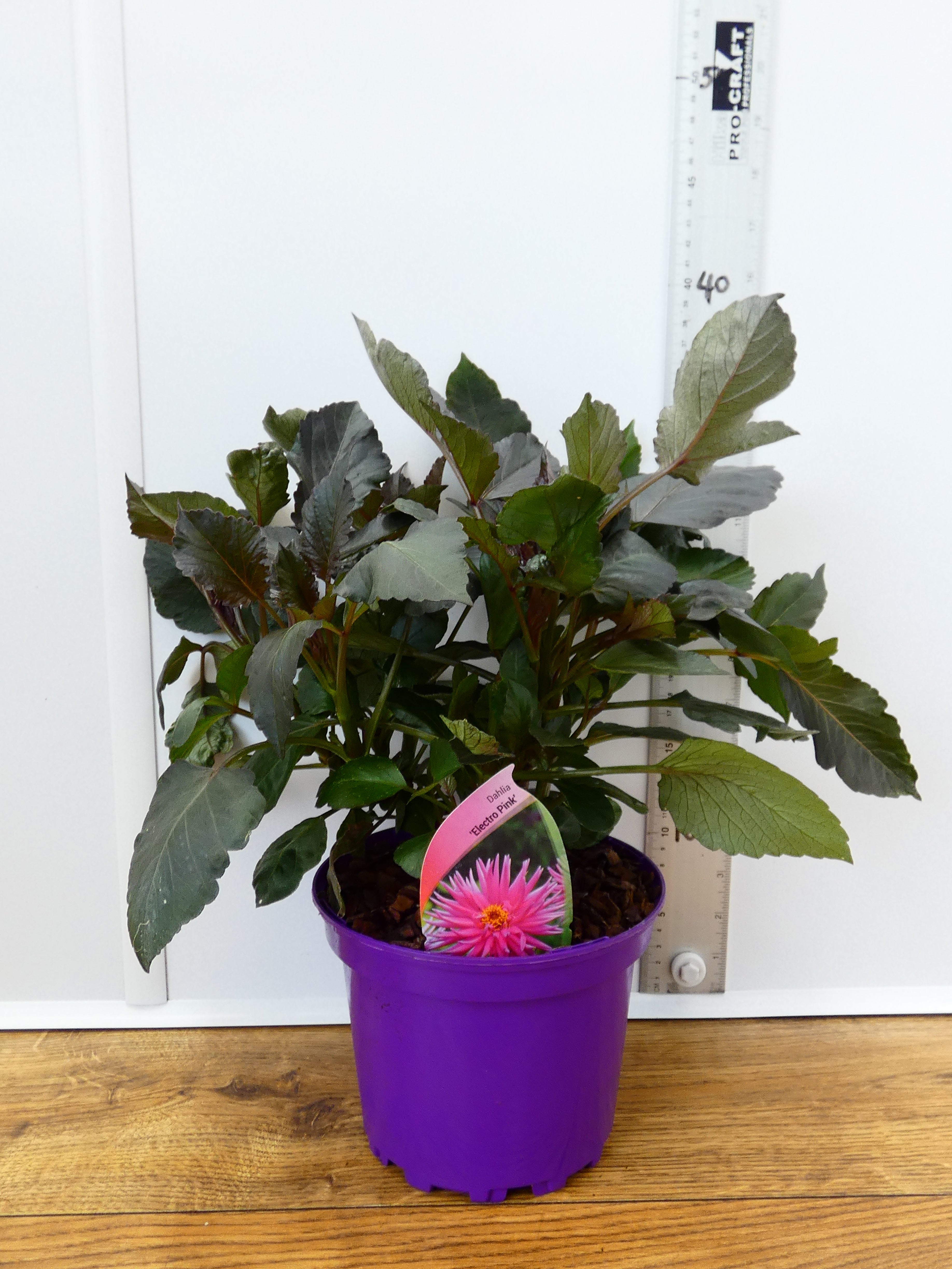 Dahlia 'Electro Pink' (2ltr)