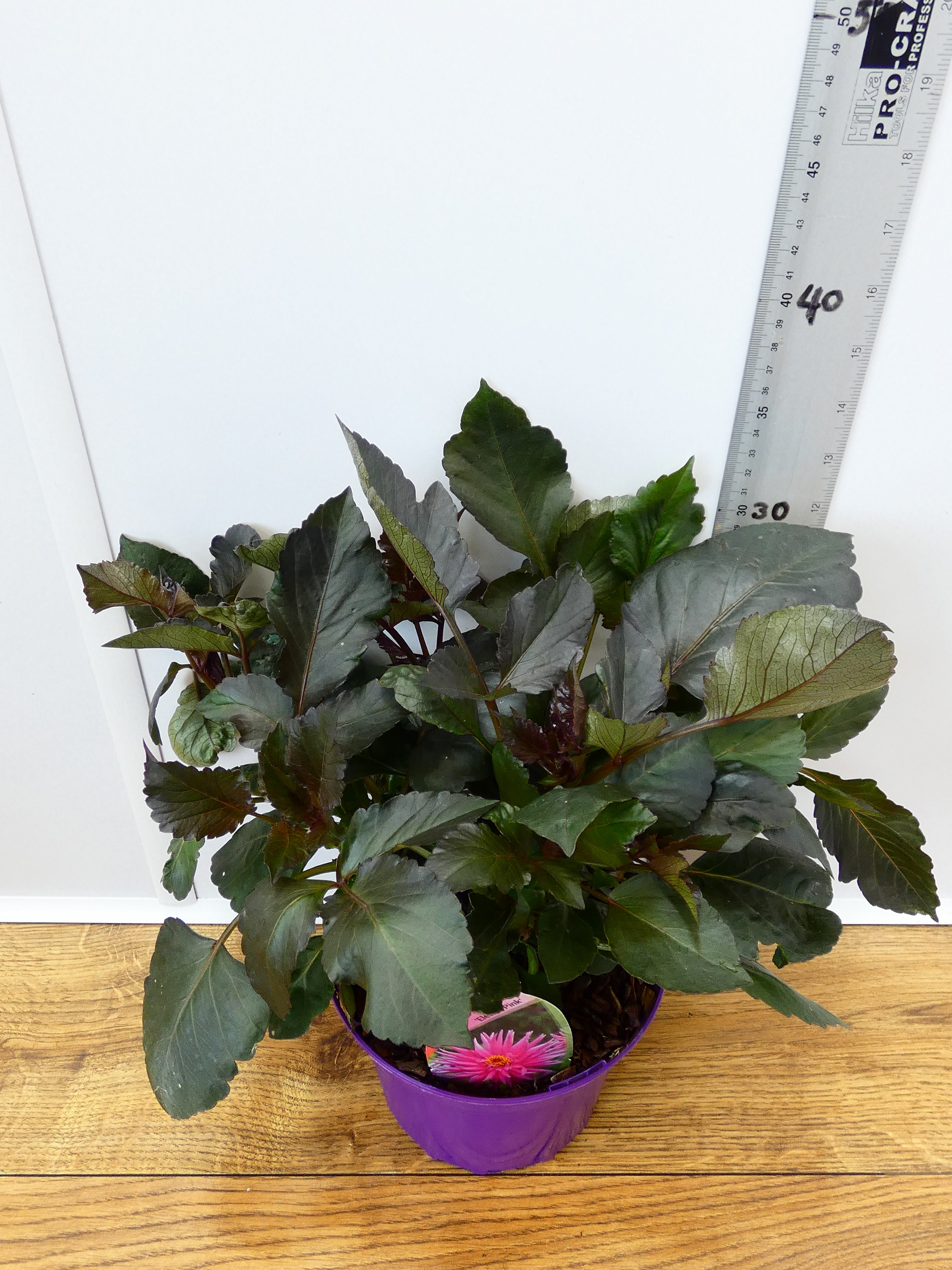 Dahlia 'Electro Pink' (2ltr)