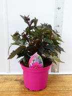Dahlia Mystic 'Wizard' (2ltr)