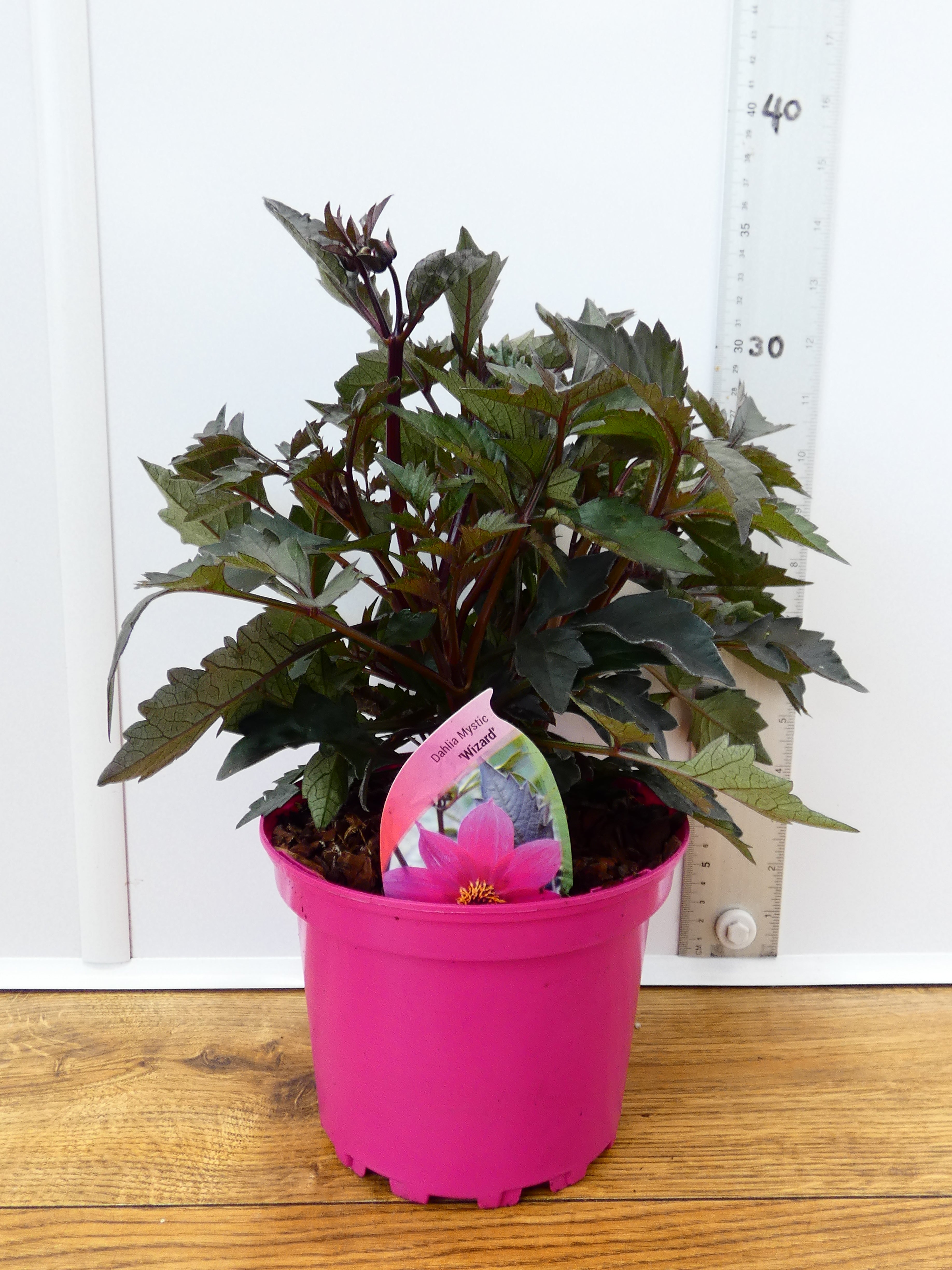 Dahlia Mystic 'Wizard' (2ltr)