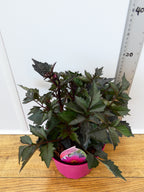 Dahlia Mystic 'Wizard' (2ltr)