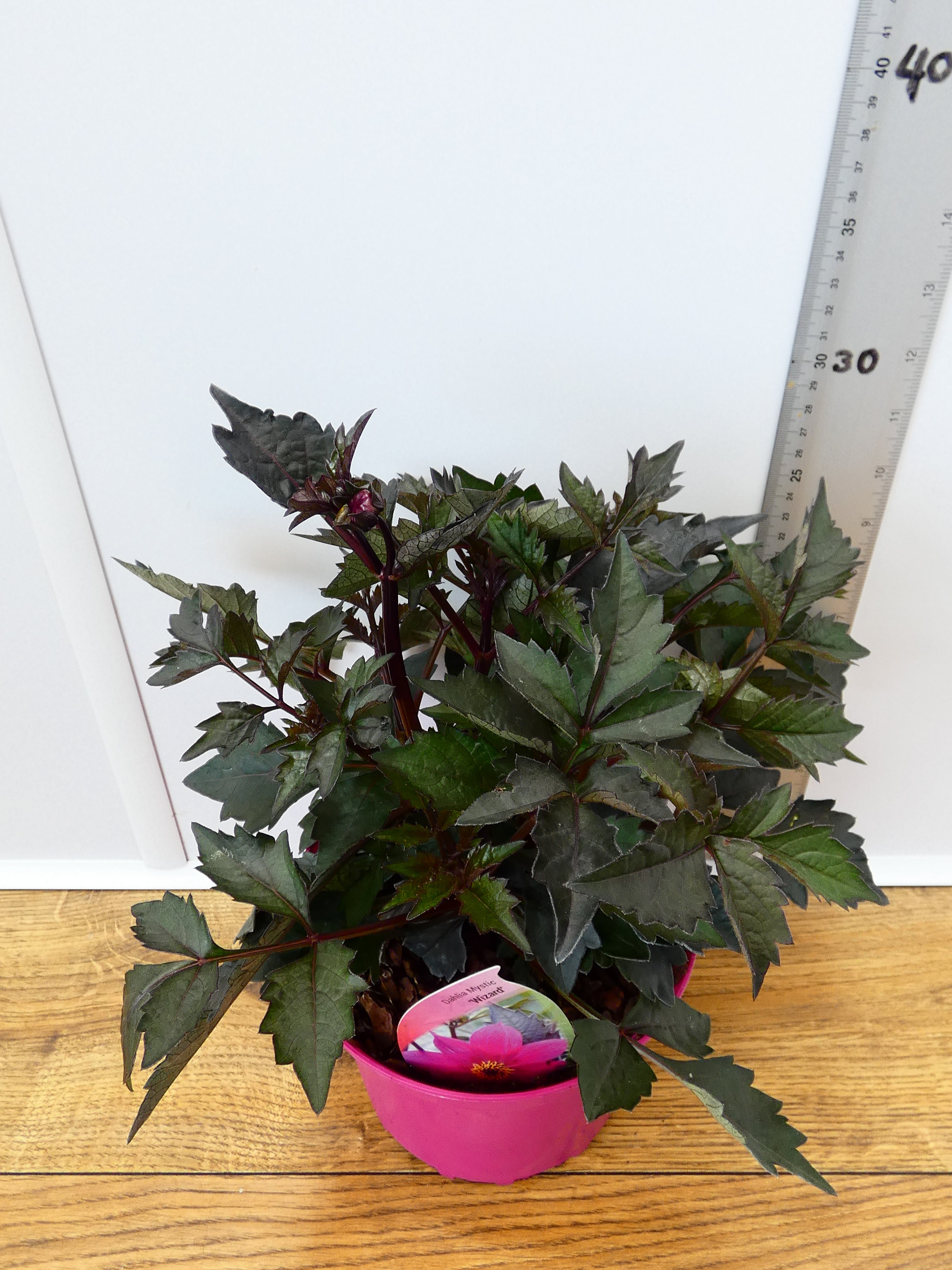 Dahlia Mystic 'Wizard' (2ltr)