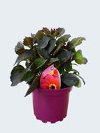 Dahlia 'Roxy' (2ltr)