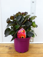 Dahlia 'Roxy' (2ltr)