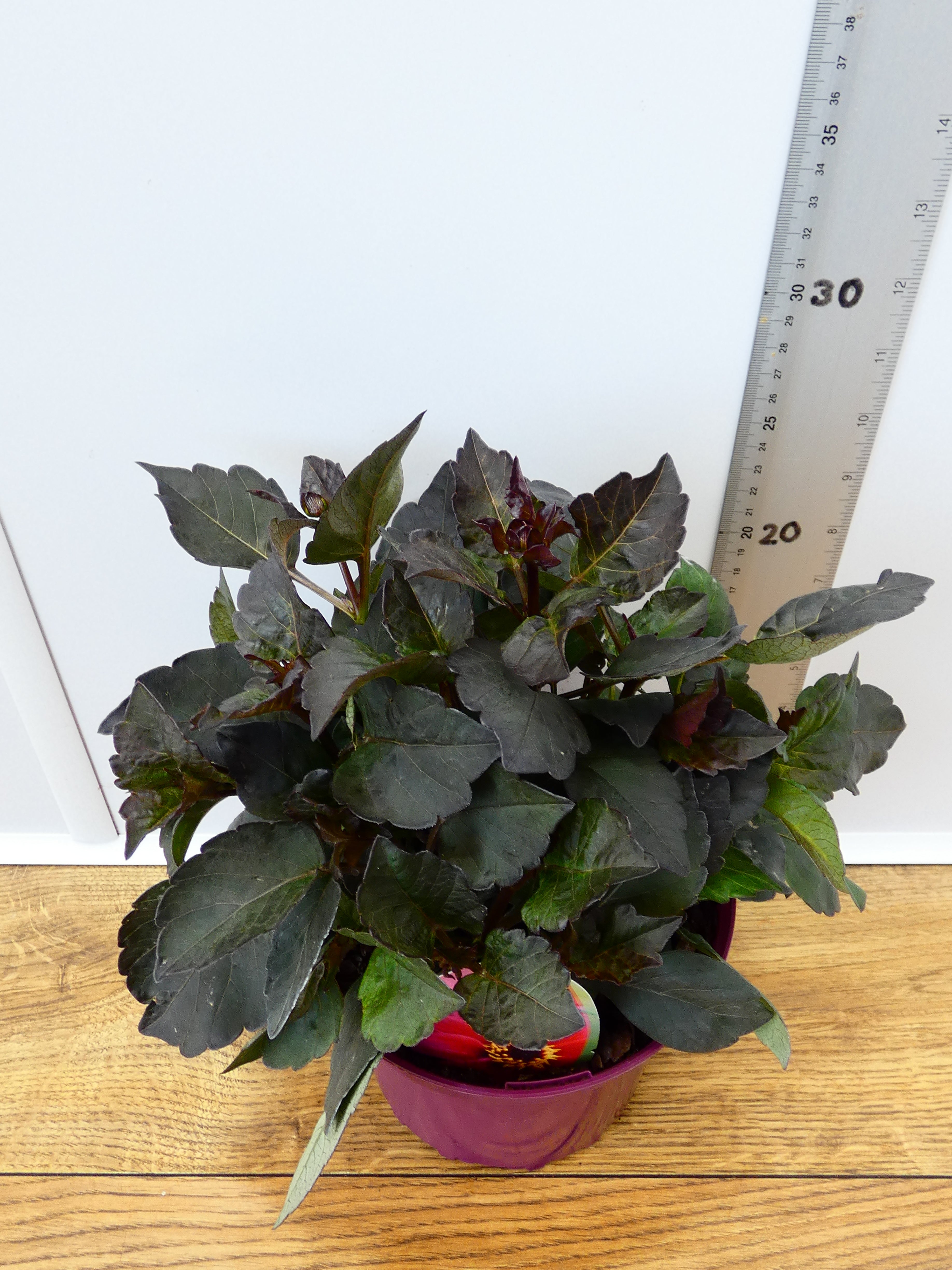 Dahlia 'Roxy' (2ltr)