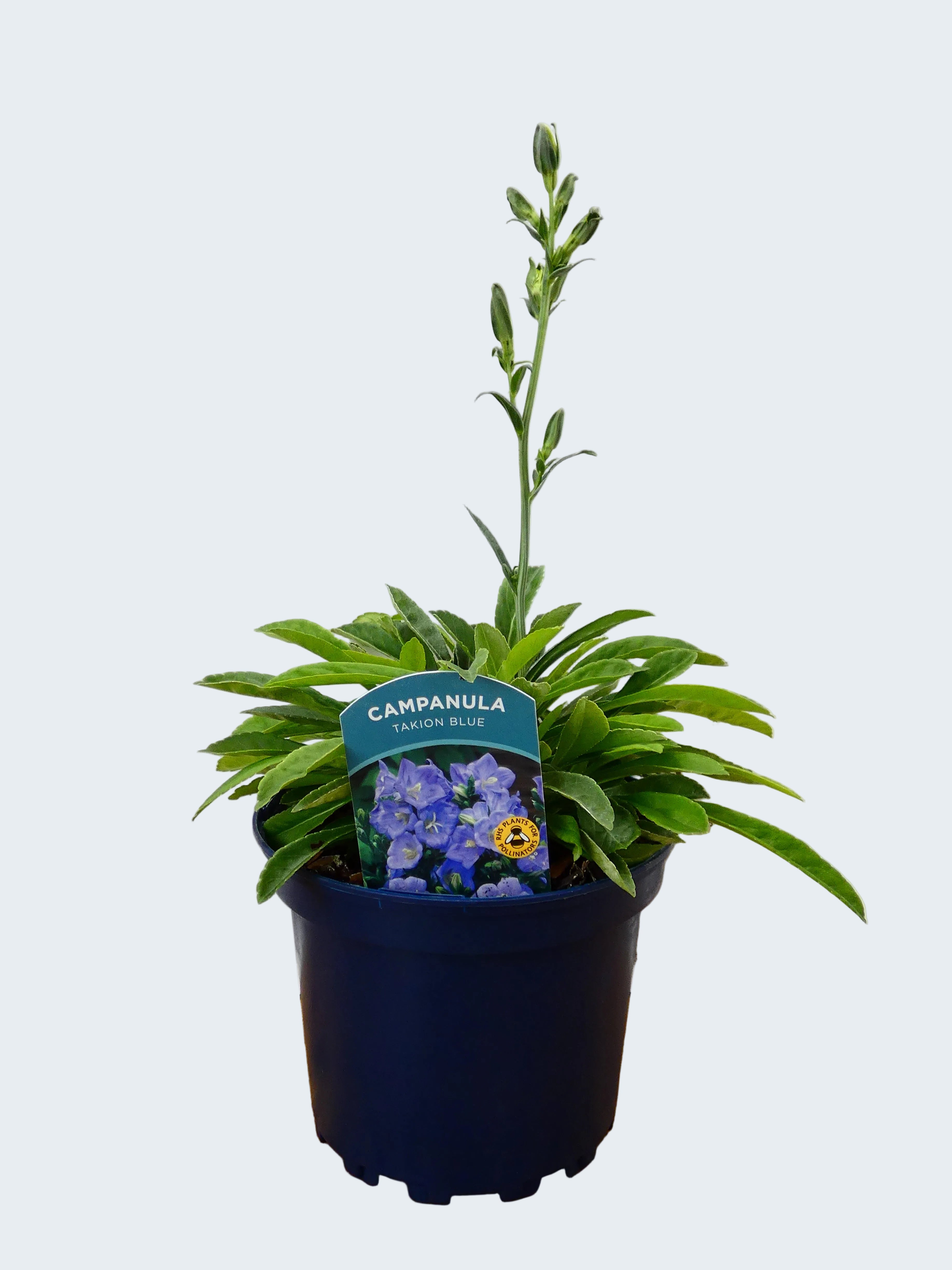 Campanula Takion 'Blue' (2ltr)