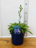 Campanula Takion 'Blue' (2ltr)