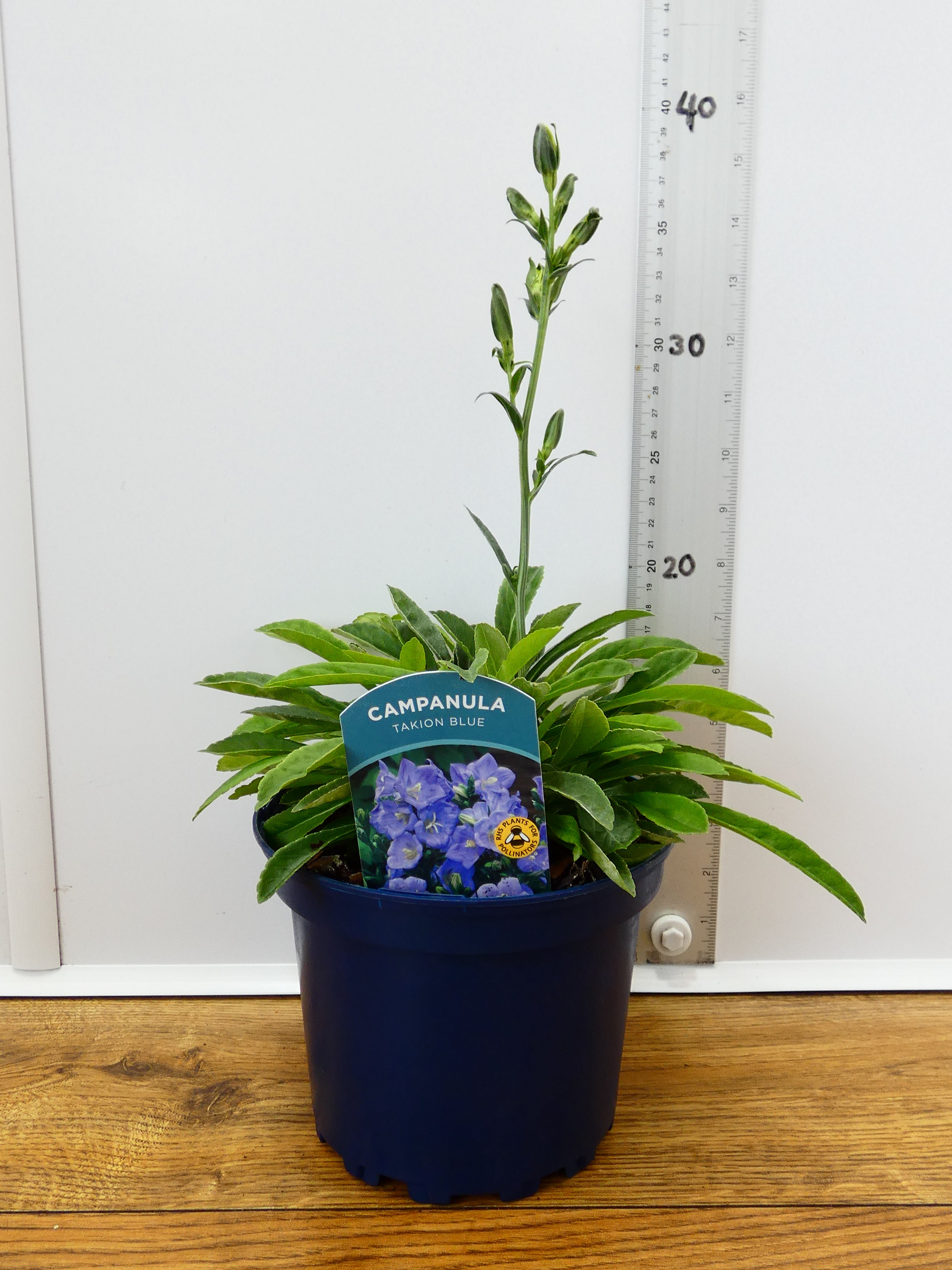 Campanula Takion 'Blue' (2ltr)
