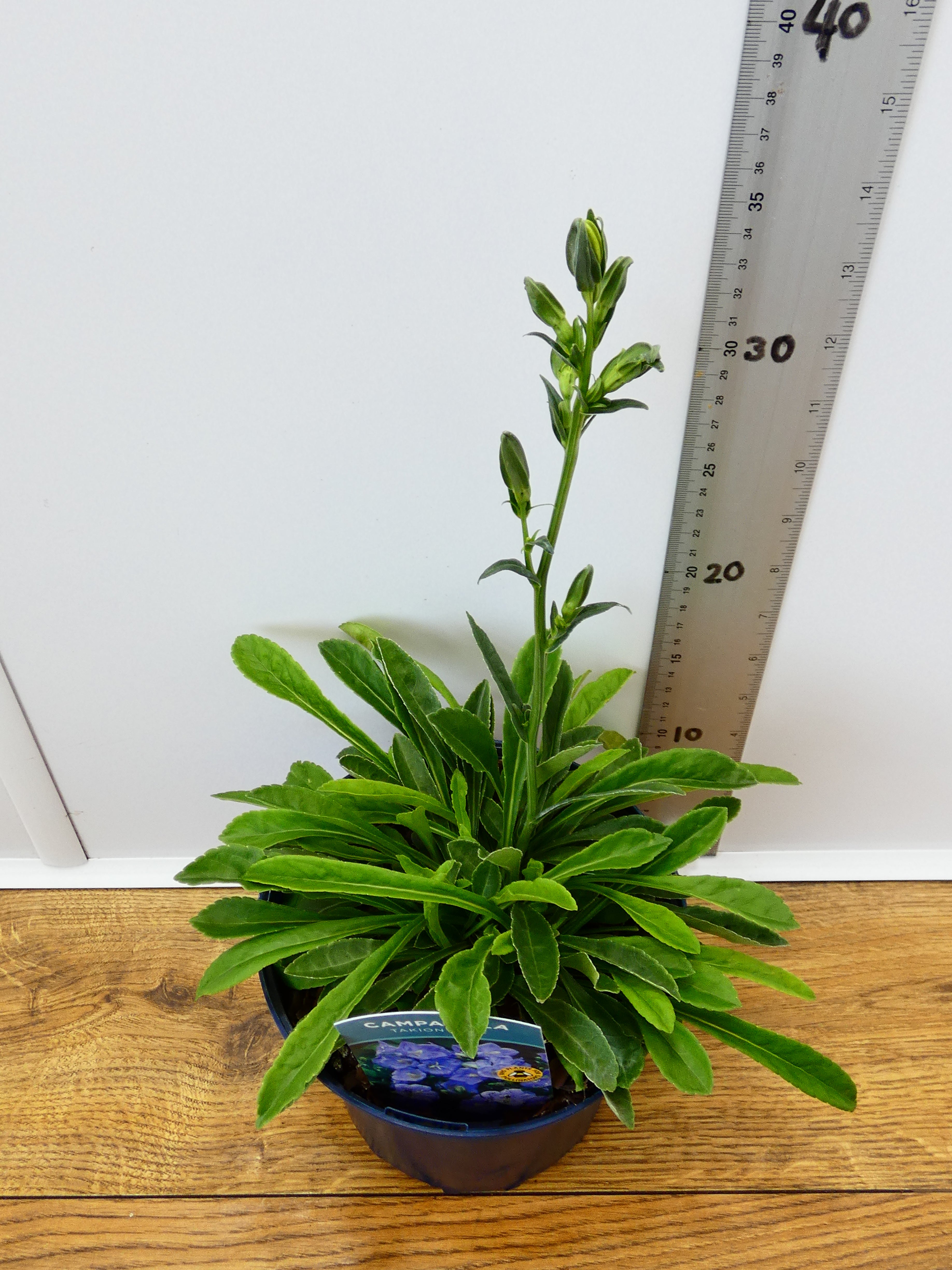 Campanula Takion 'Blue' (2ltr)