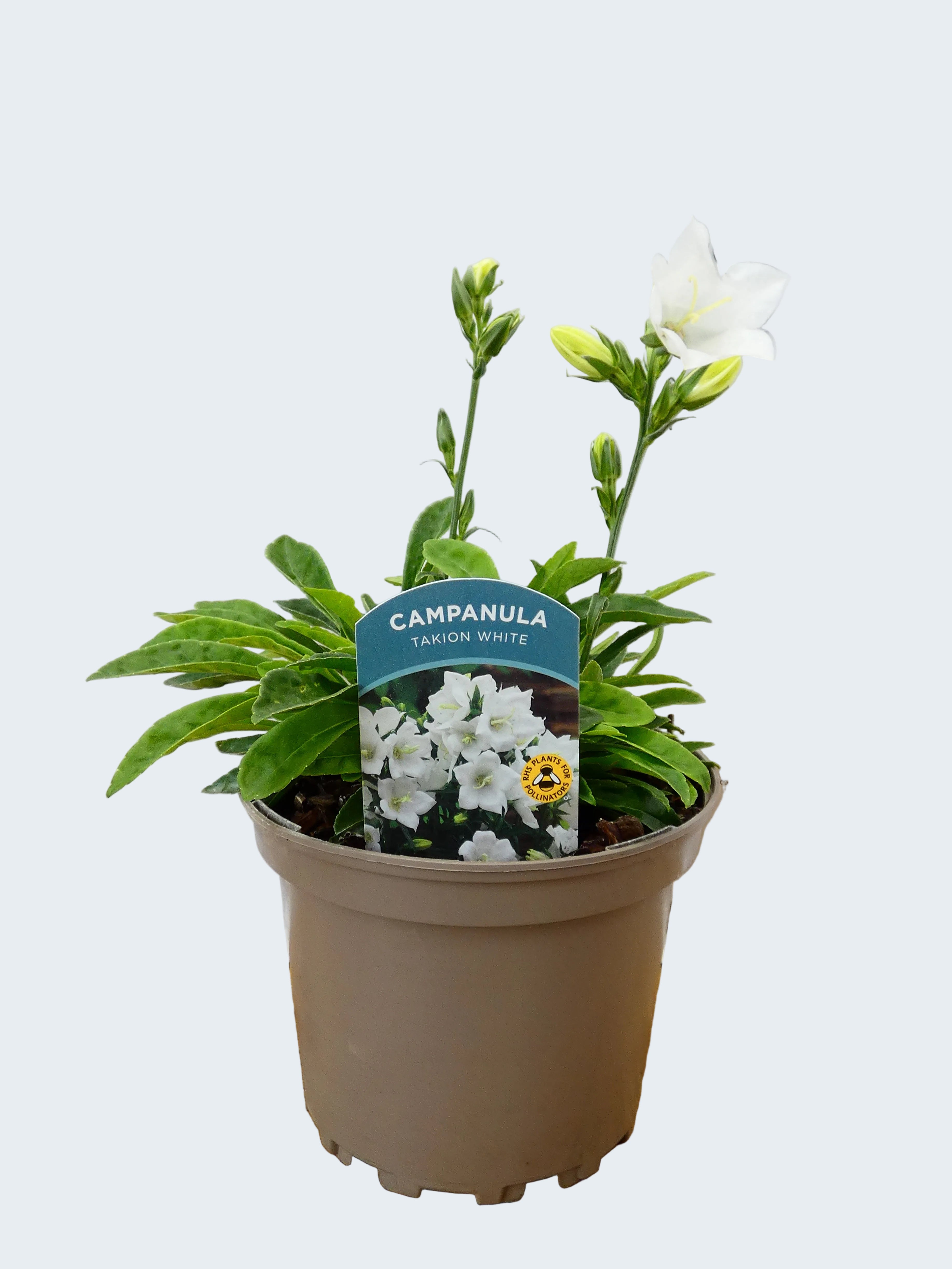 Campanula Takion 'White' (2ltr)