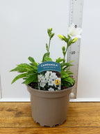 Campanula Takion 'White' (2ltr)