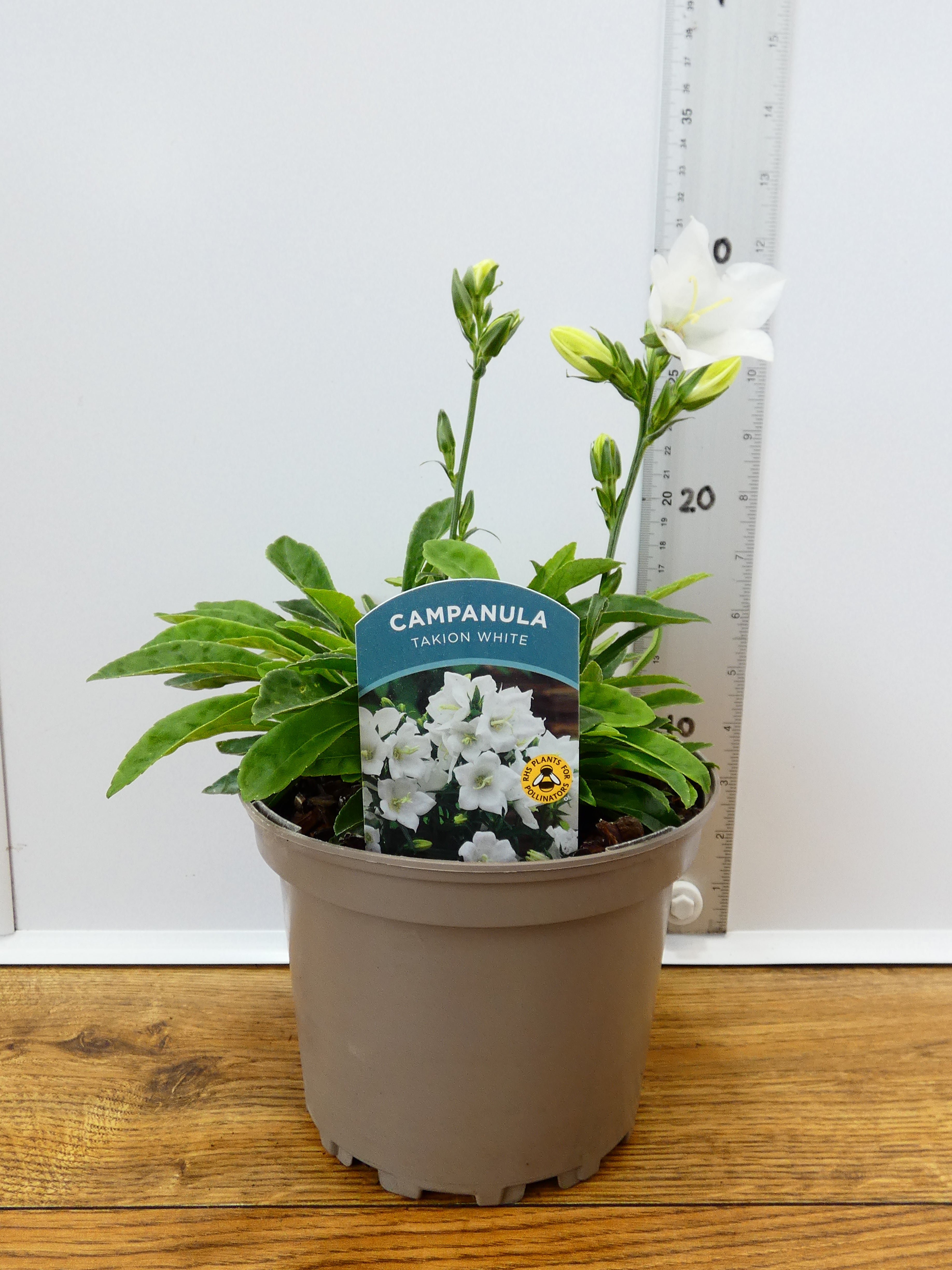 Campanula Takion 'White' (2ltr)