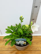 Campanula Takion 'White' (2ltr)