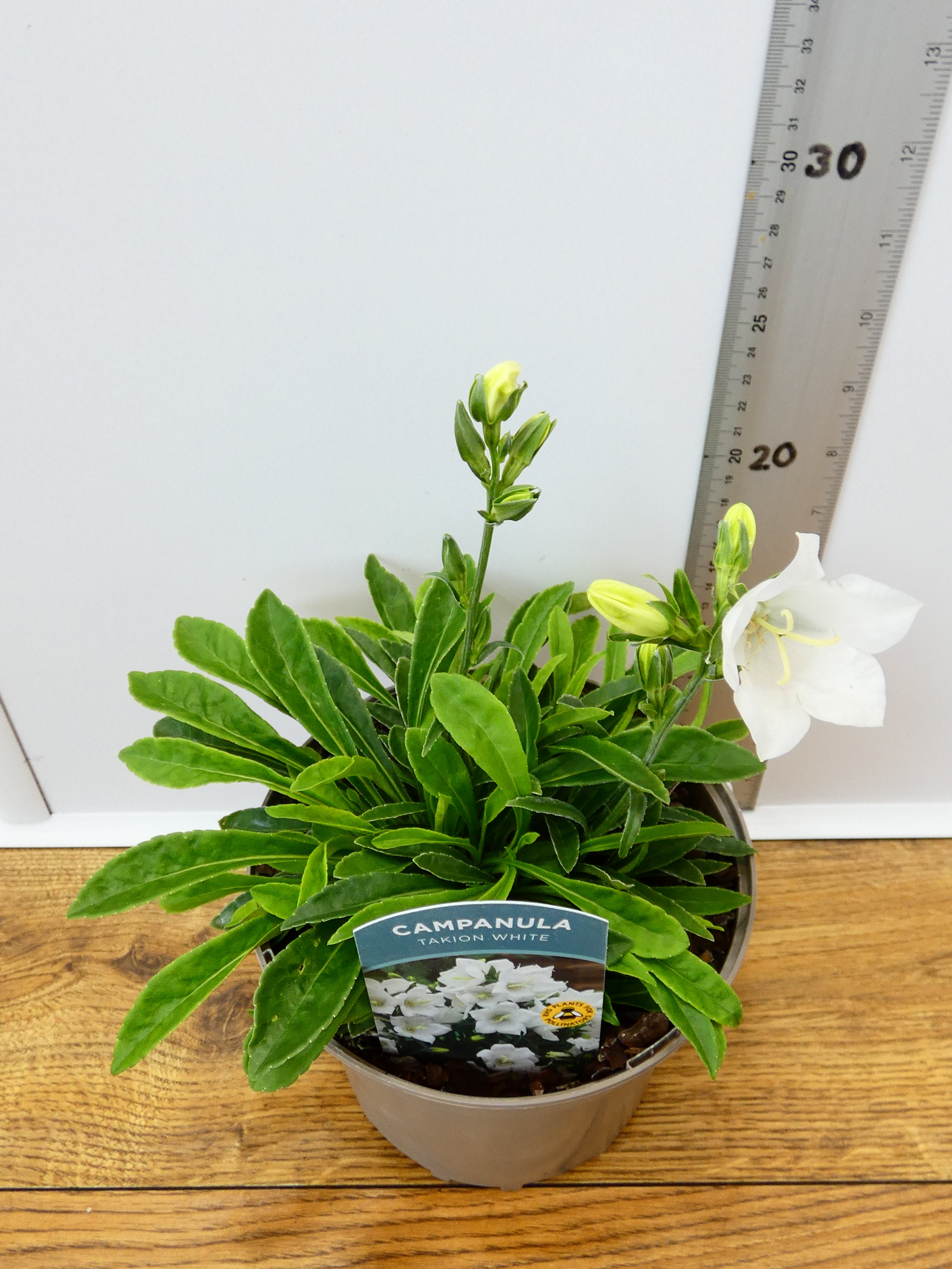 Campanula Takion 'White' (2ltr)