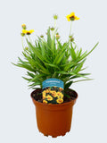 Coreopsis 'Sunfire' (2ltr)