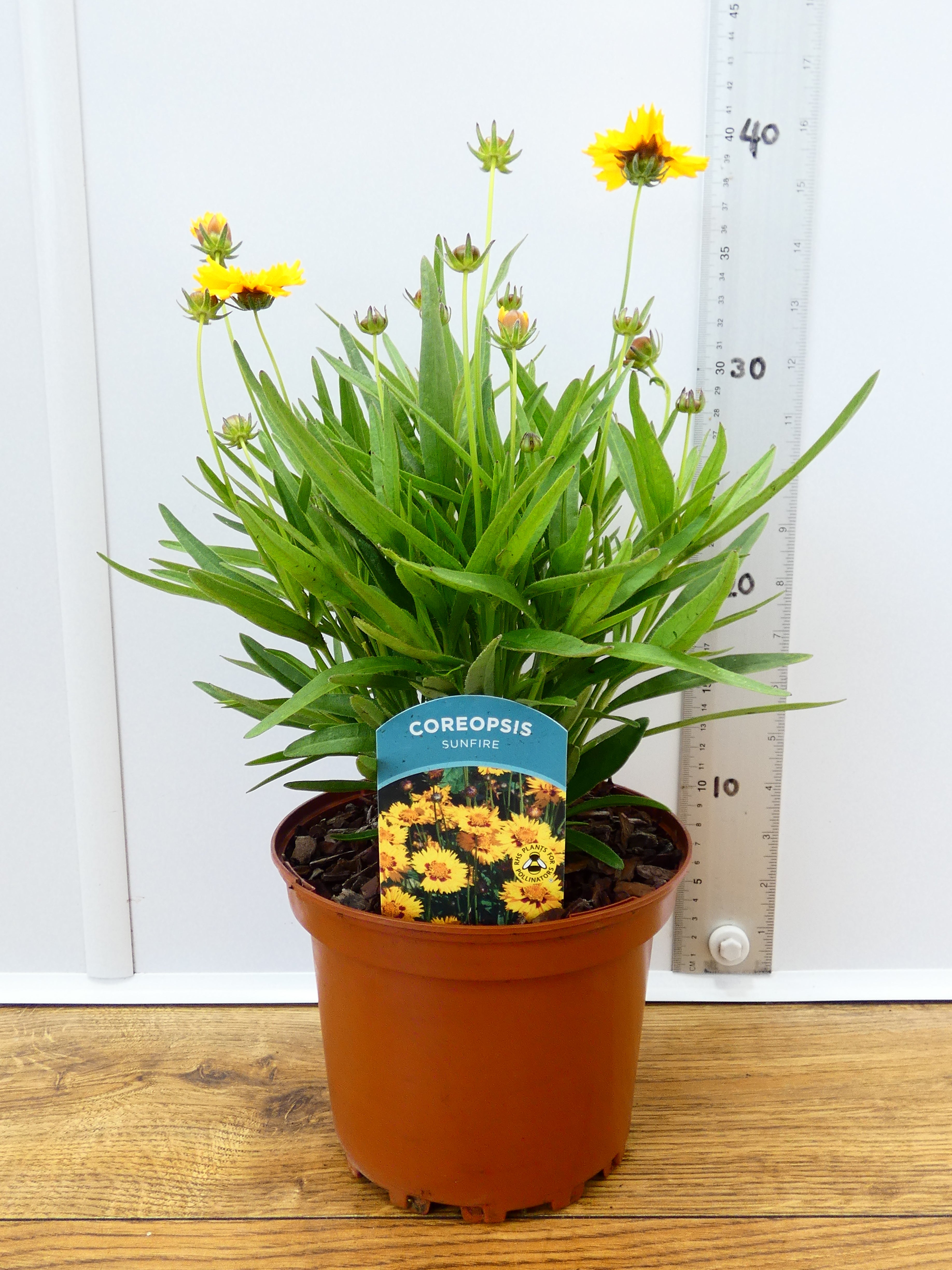 Coreopsis 'Sunfire' (2ltr)