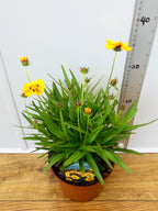 Coreopsis 'Sunfire' (2ltr)