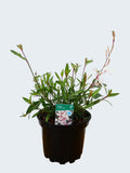 Gaura 'Gambit White' (2ltr)