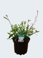 Gaura 'Gambit White' (2ltr)