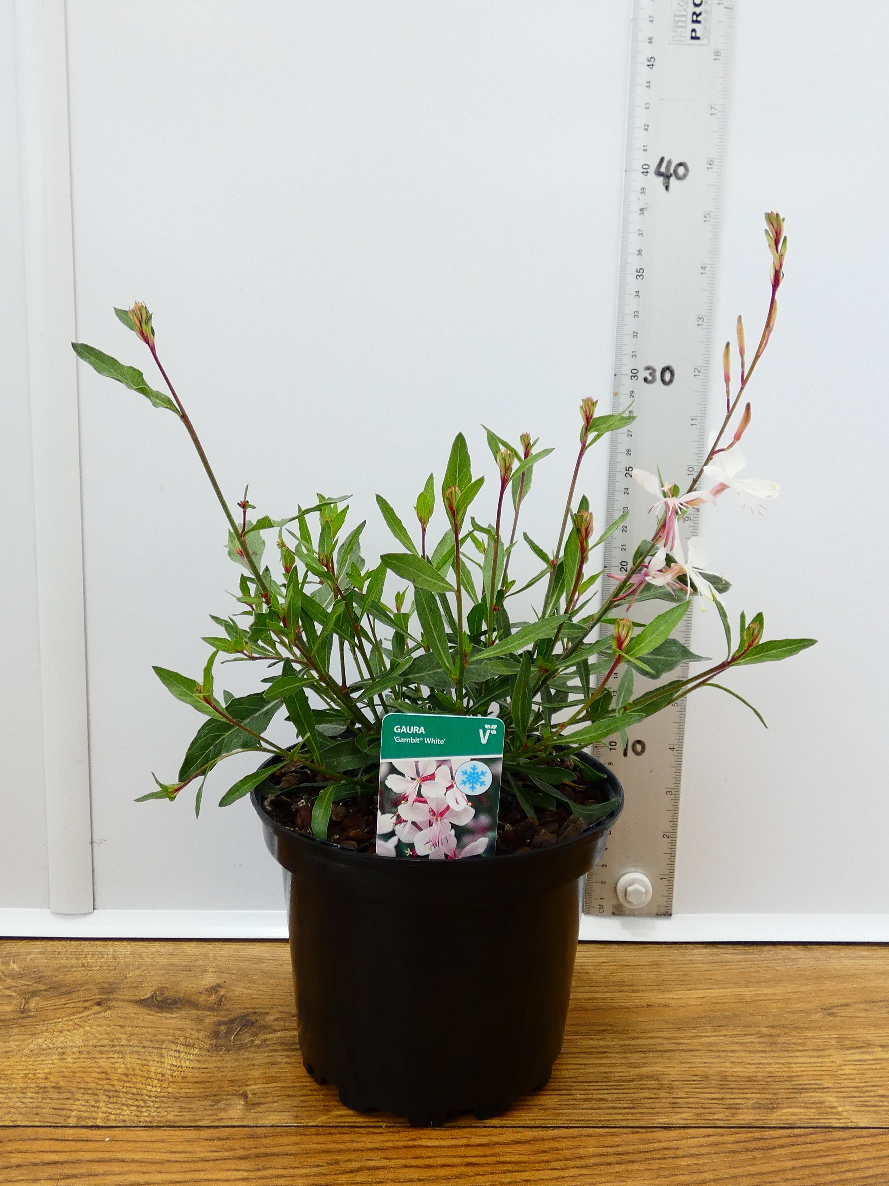 Gaura 'Gambit White' (2ltr)
