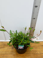 Gaura 'Gambit White' (2ltr)