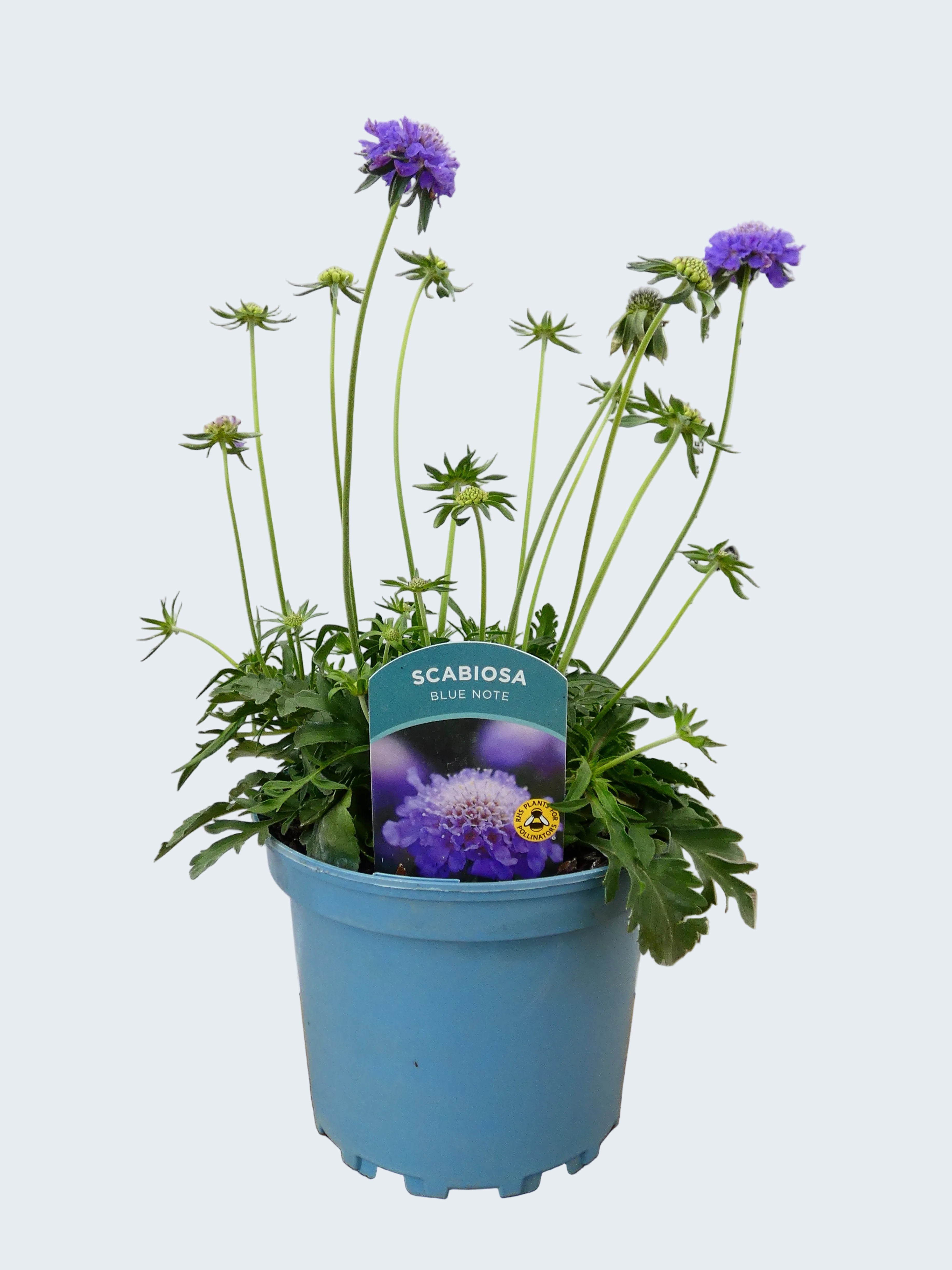 Scabiosa 'Blue Note' (2ltr)