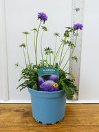 Scabiosa 'Blue Note' (2ltr)