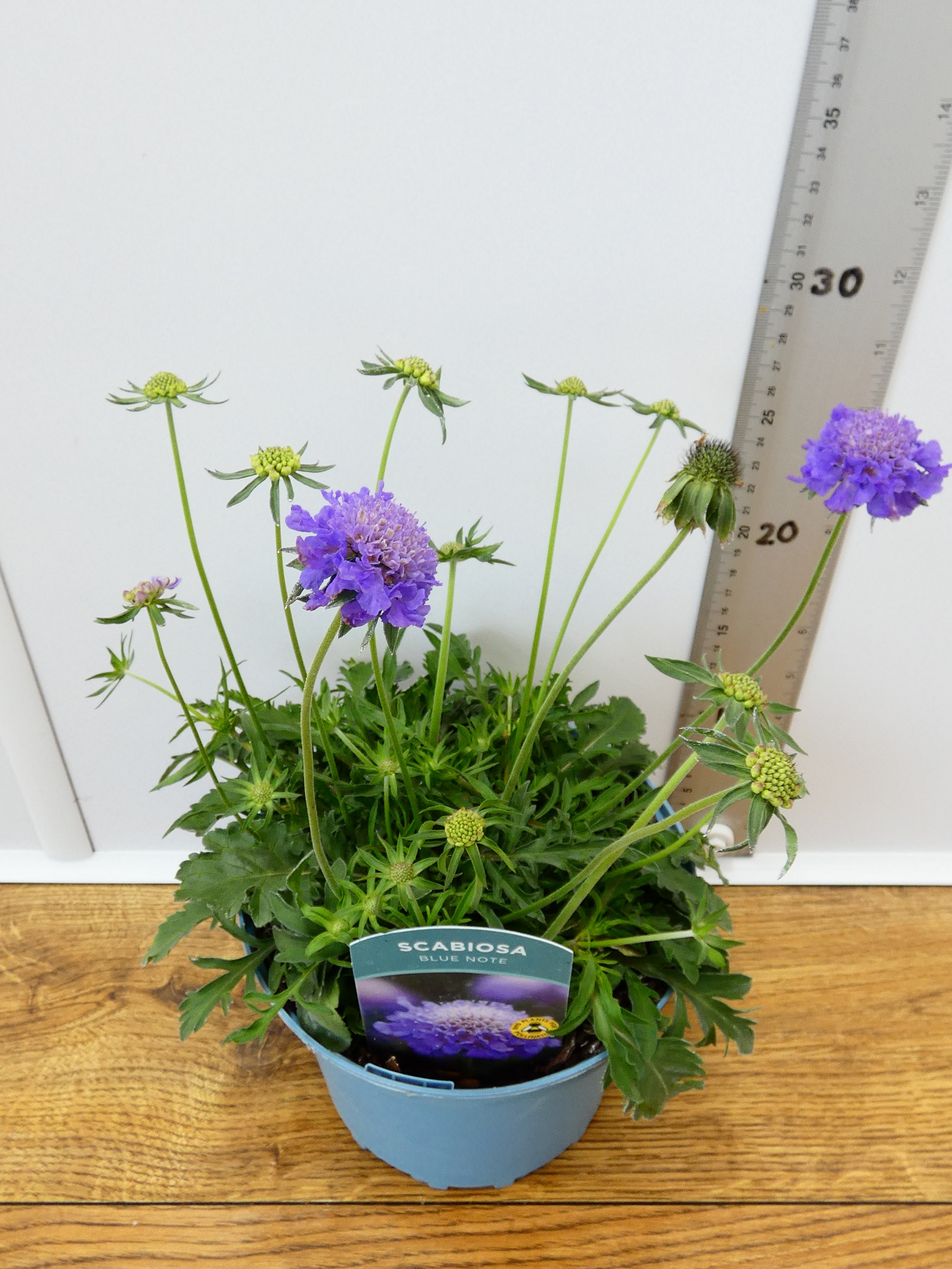 Scabiosa 'Blue Note' (2ltr)