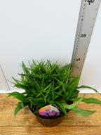 Aster Autumn jewels 'Rose Crystal' (2ltr)