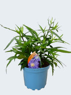Aster Autumn jewels 'Sapphire' (2ltr)