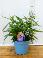 Aster Autumn jewels 'Sapphire' (2ltr)