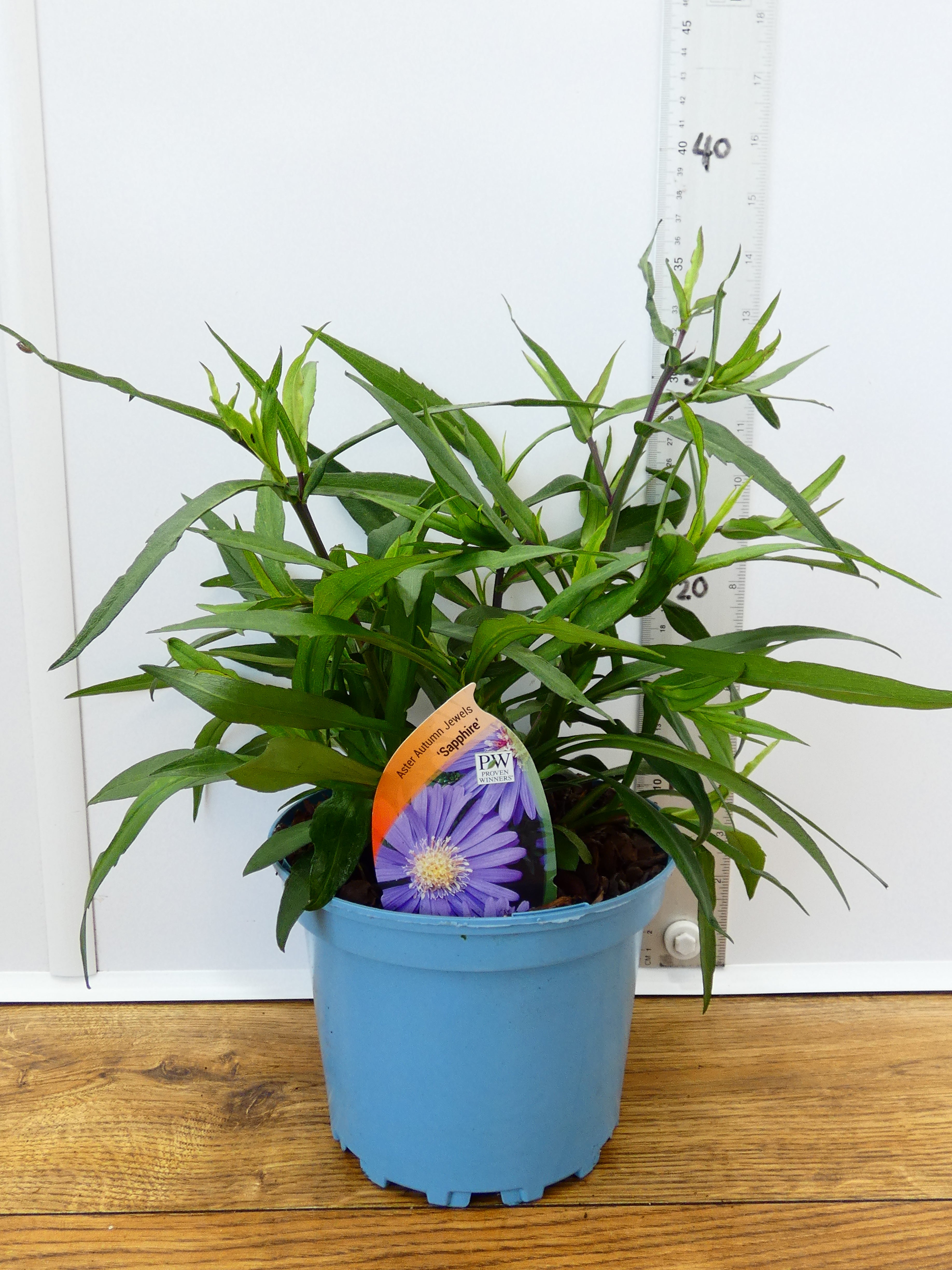 Aster Autumn jewels 'Sapphire' (2ltr)