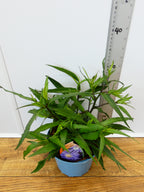 Aster Autumn jewels 'Sapphire' (2ltr)